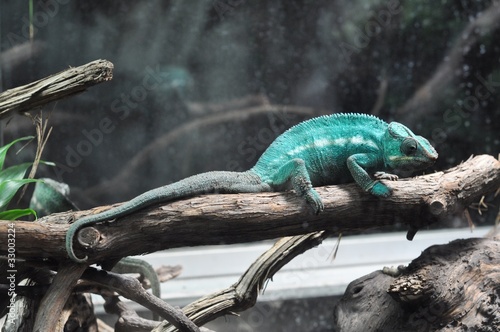 Naklejka samoprzylepna Kameleon