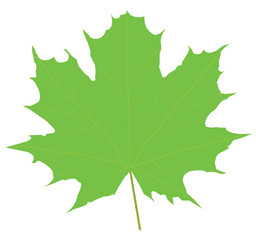 Wall Mural - vector green maple leaf