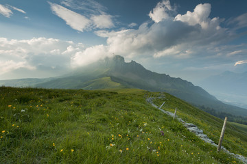 Grüne Wiese II