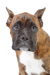 Poster - Boxer puppy on a white background