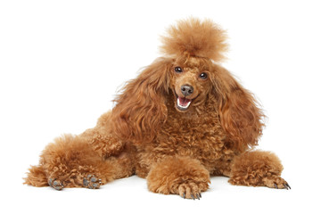 Sticker - Red toy poodle puppy