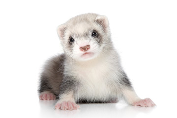 Ferret puppy