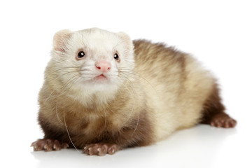 Canvas Print - Ferret on a white background