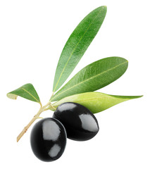 Poster - Isolated olives. Two black olives on a branch with leaves isolated on white background