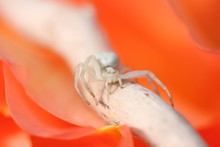 Thomisus White Spider On A Rose Orange