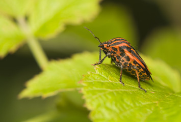 Sticker - Graphosoma lineatum