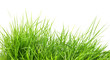 fresh spring green grass i