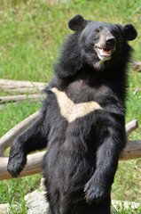 Poster - asiatic black bear