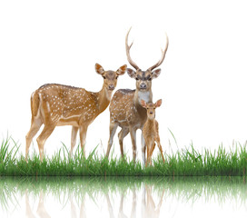 Sticker - axis deer family with green grass isolated