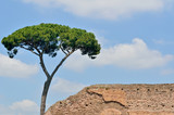 Fototapeta Na ścianę - Italian Pine