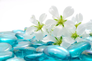 Wall Mural - Beautiful White Flowers on Blue Glass Stones