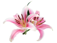 Lily Flowers Isolated