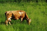 Fototapeta Zwierzęta - Krowa na pastwisku