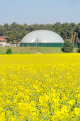 Wall Mural - Biogasanlage Rapsfeld - biogas plant rape field 02