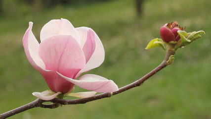 Poster - flower of magnolia tree