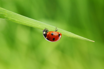 Sticker - ladybug on grass