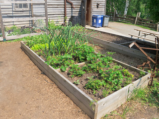 Wall Mural - Vegetable garden