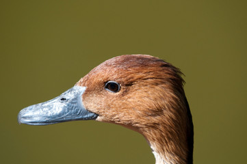 Head of brown duck