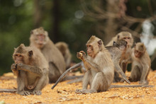 Wild Macaque Family Eating And Playing
