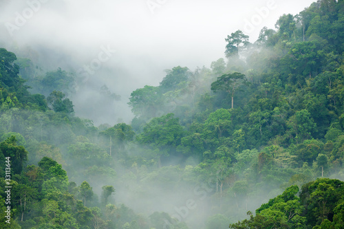 Tapeta ścienna na wymiar rainforest morning fog