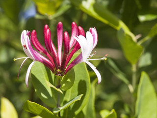 Wall Mural - honeysuckle flower