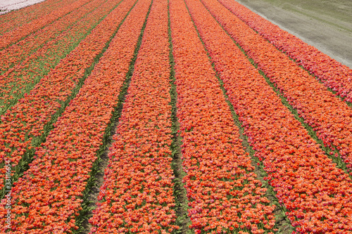 Tapeta ścienna Pola kwiatów holland