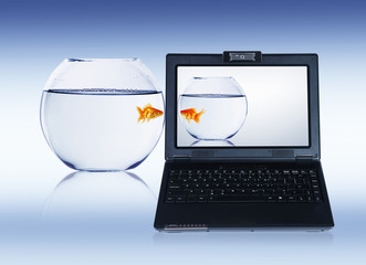 gold fish on notebook screen