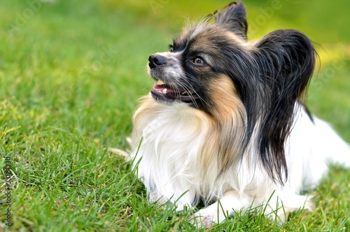 Papillon Chien De Race Buy This Stock Photo And Explore