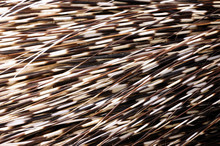 Porcupine Quills Free Stock Photo Public Domain Pictures Porcupine Quills Free Stock Photo Public Domain Pictures