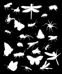 Wall Mural - sett of insect silhouettes isolated on black