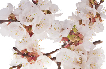 Wall Mural - lot of cherry flowers on white background