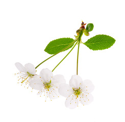 Wall Mural - three white cherry tree flowers