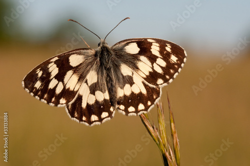 Tapeta ścienna Szachownica motyl