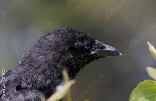 Bebe Corbeau Stock Photo Adobe Stock