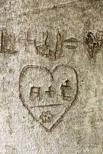 Heart With Initials Carved In Tree Trunk