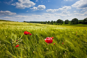 Getreidefeld, Mohn