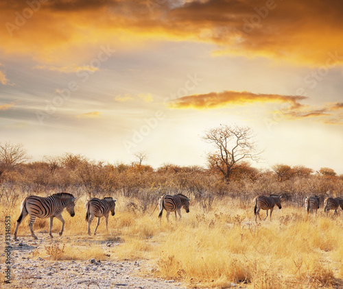 Plakat na papierze fotorealistycznym Safari