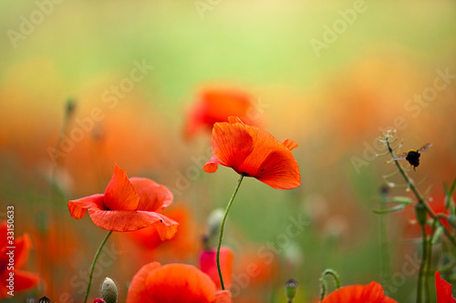 Obrazy kwiaty polne  czerwone-makowiny-polne-kwiaty-na-rozmytym-tle