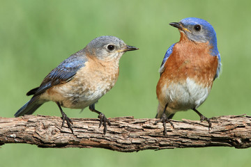 Wall Mural - Pair of Eastern Bluebird