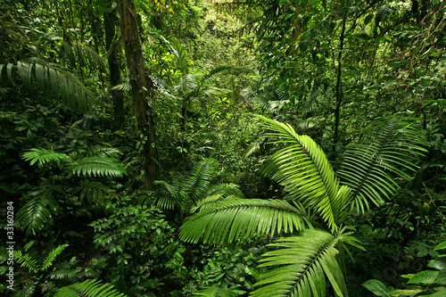 Naklejka na drzwi Dense Tropical Rain Forest