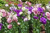 lisianthus