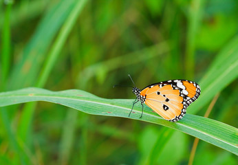 Wall Mural - orange butterfly wings.