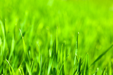 Wall Mural - Macro of green corn blades on field background