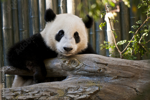 Obraz na płótnie canvas dwuczęściowy "dyptyk" Panda