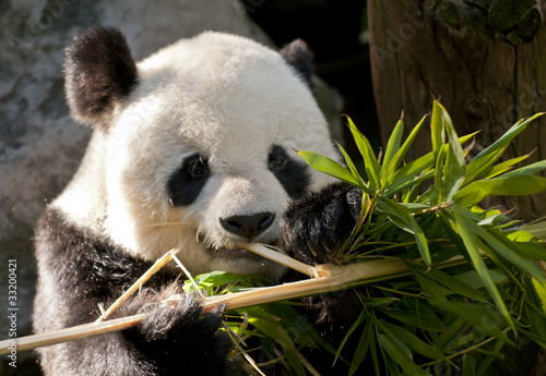 Obraz na płótnie canvas Panda
