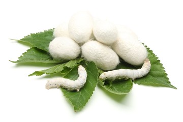 Silk Cocoons with Silk Worm