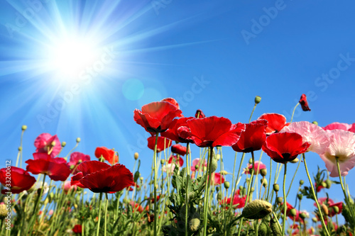 corn poppies