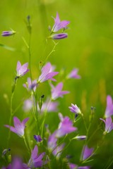 Wall Mural - Purple flowers close-up