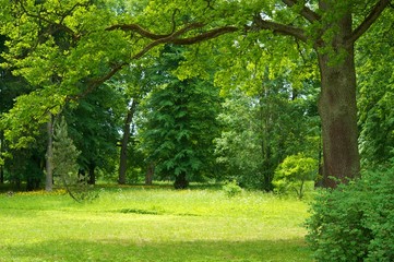 Wall Mural - Beautiful forest landscape