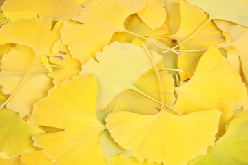 Wall Mural - yellow ginkgo biloba leaves